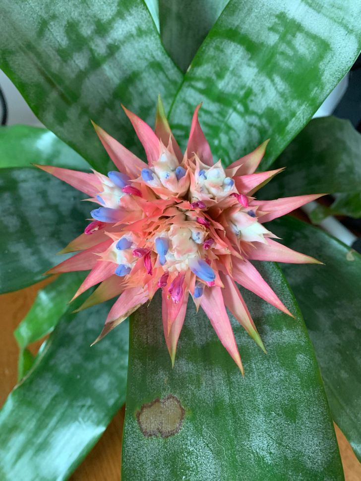 Không biết chăm mà vẫn thích trồng thì bạn hãy lựa chọn 9 loại cây này - Ảnh 8.