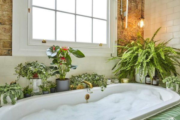Cách bố trí cây cảnh trong nhà hợp phong thủy, giúp gia chủ luôn thịnh vượng - Ảnh 5.
