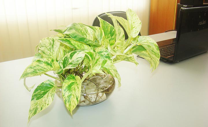 Mách chị em 6 loại cây cảnh thủy sinh đặt bàn làm việc vừa đẹp vừa hợp phong thủy - Ảnh 2.
