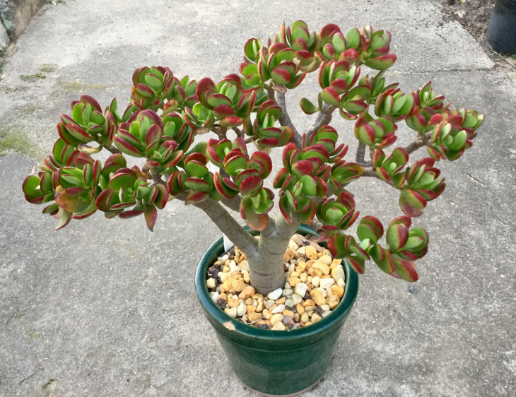 10 cây cảnh có ý nghĩa phong thủy mang lại may mắn, sức khỏe cho gia chủ - Ảnh 3. 10 cây cảnh có ý nghĩa phong thủy mang lại may mắn, sức khỏe cho gia chủ - Ảnh 3.