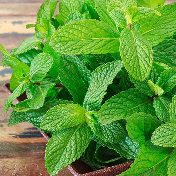 7 loại cây cảnh giúp đuổi kiến ba khoang hiệu quả, nhà cửa lại thơm nức - Ảnh 3.