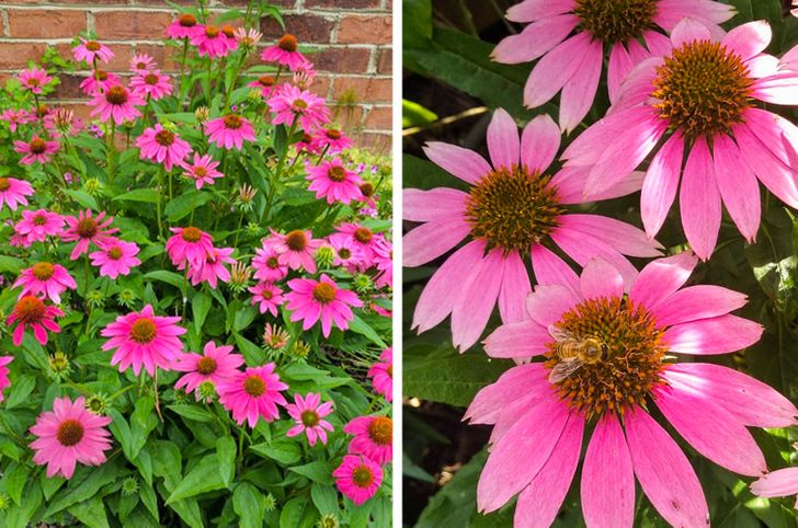 7 loại cây giúp cải thiện sức khỏe hiệu quả khi trồng trong nhà - Ảnh 3.