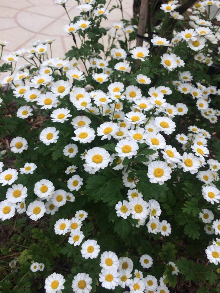 7 loại cây giúp cải thiện sức khỏe hiệu quả khi trồng trong nhà - Ảnh 4.