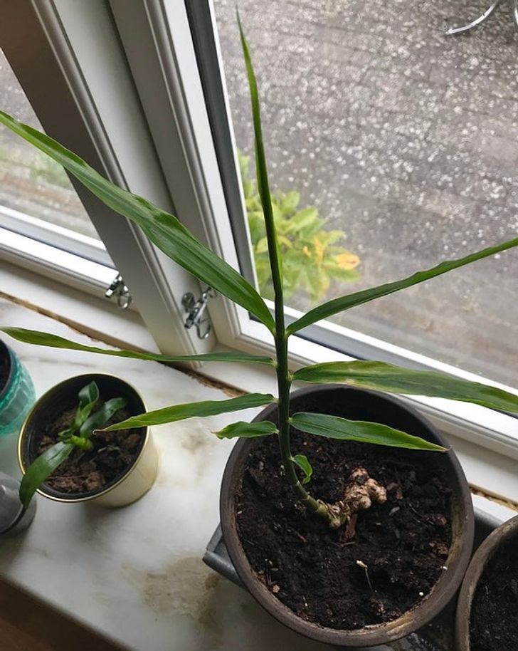 7 loại cây giúp cải thiện sức khỏe hiệu quả khi trồng trong nhà - Ảnh 5.