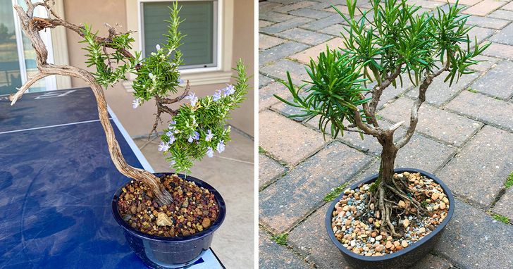 7 loại cây giúp cải thiện sức khỏe hiệu quả khi trồng trong nhà - Ảnh 6.