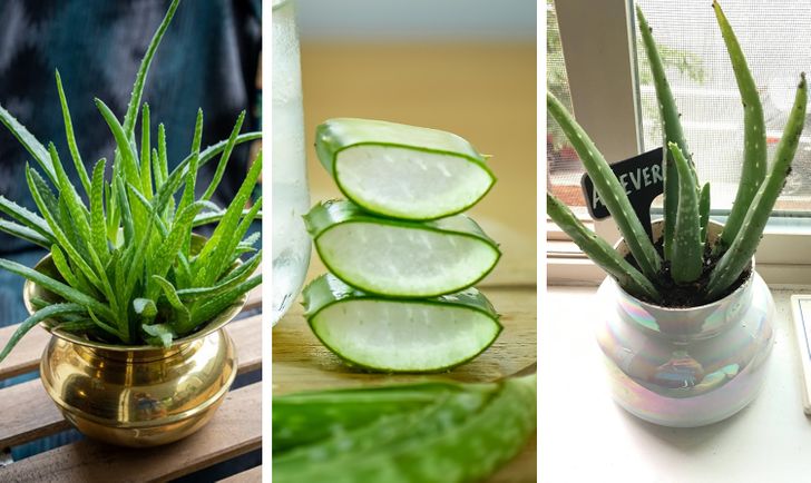 7 loại cây giúp cải thiện sức khỏe hiệu quả khi trồng trong nhà - Ảnh 7.