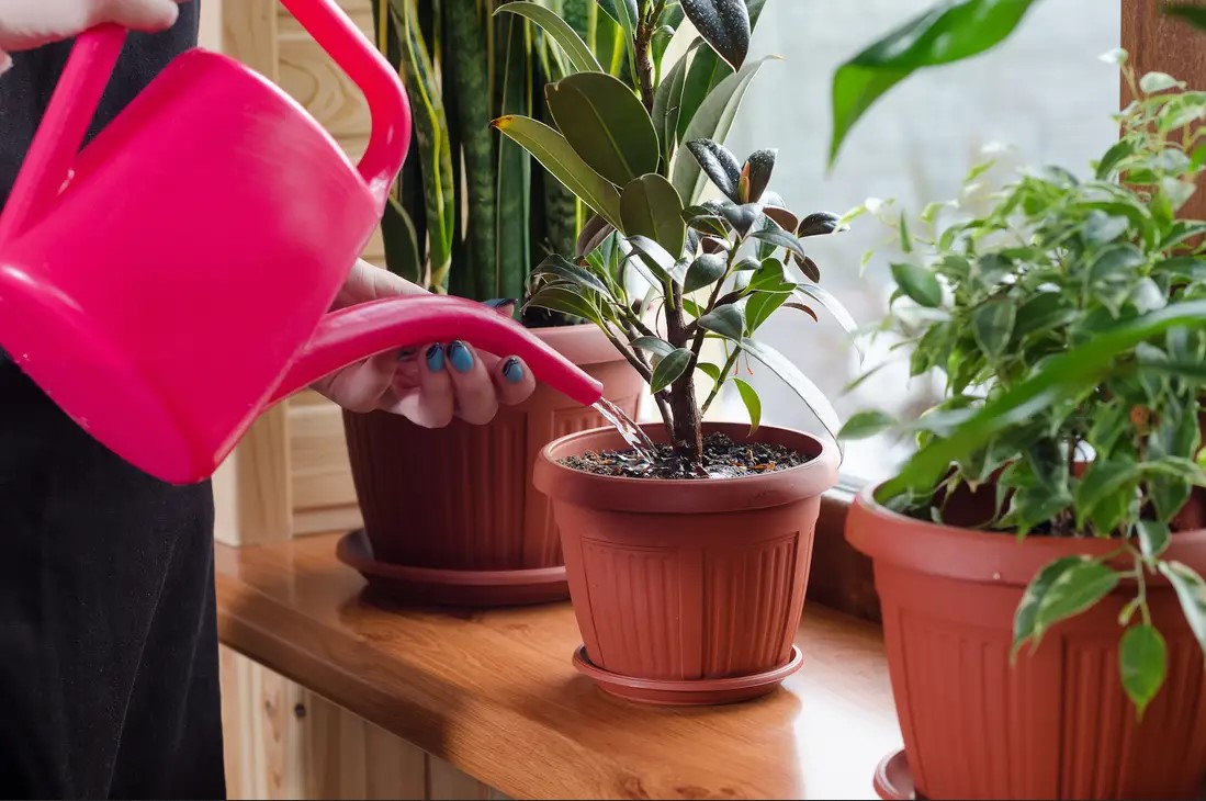 7 bí quyết chăm sóc cây cảnh trong nhà để cây luôn xanh tốt - Ảnh 1. 7 bí quyết chăm sóc cây cảnh trong nhà để cây luôn xanh tốt - Ảnh 1.