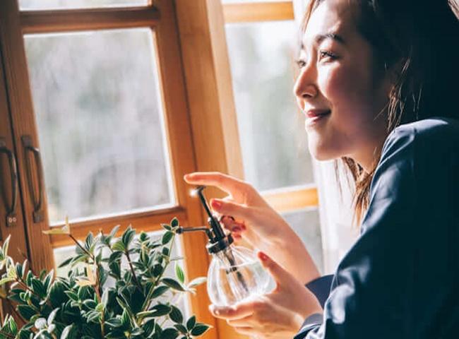 7 bí quyết chăm sóc cây cảnh trong nhà để cây luôn xanh tốt - Ảnh 6. 7 bí quyết chăm sóc cây cảnh trong nhà để cây luôn xanh tốt - Ảnh 6.