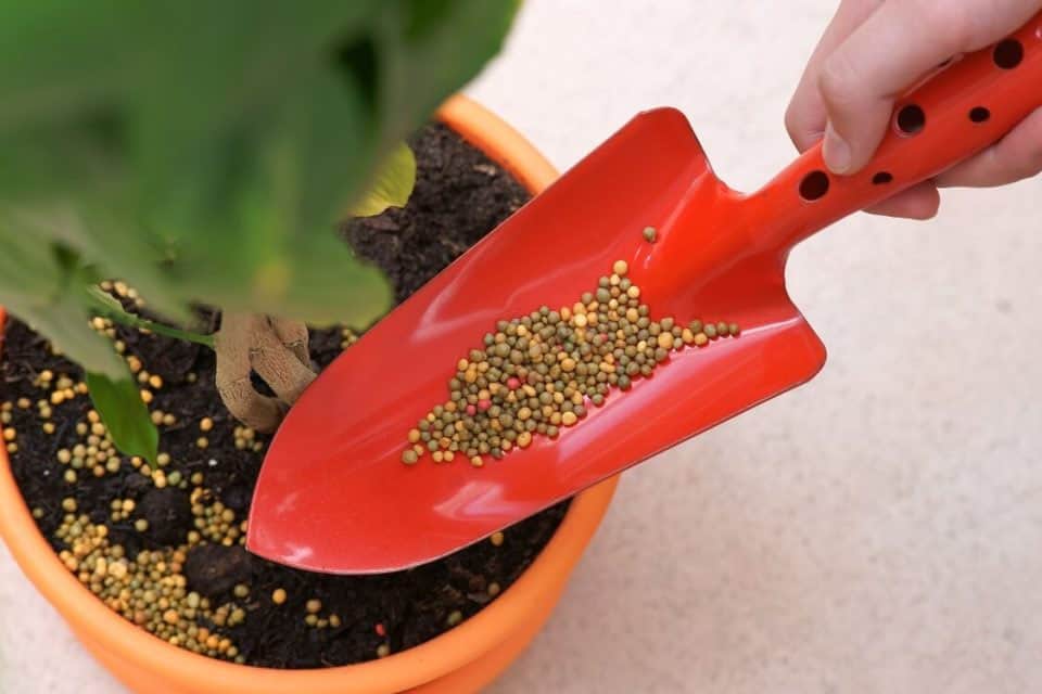 7 bí quyết chăm sóc cây cảnh trong nhà để cây luôn xanh tốt - Ảnh 7. 7 bí quyết chăm sóc cây cảnh trong nhà để cây luôn xanh tốt - Ảnh 7.