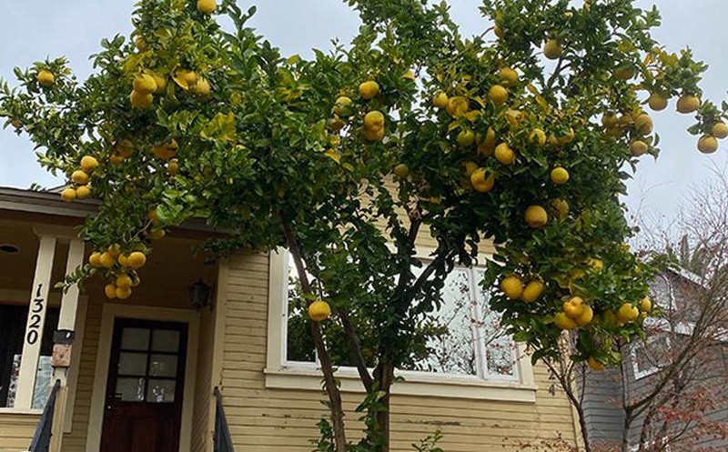 8 cây cảnh tốt cho phong thủy, trồng trước nhà giúp xua đuổi tà khí, thu hút tài lộc - Ảnh 4.