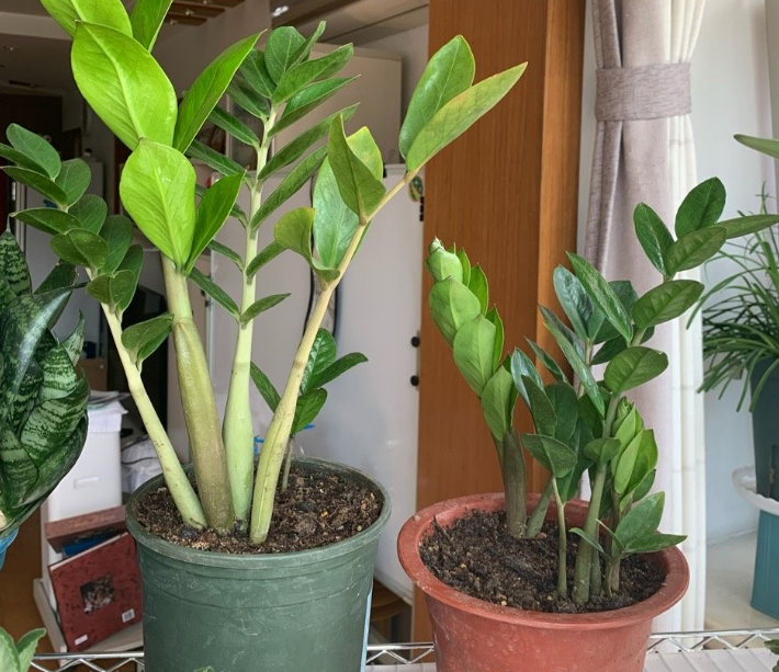 Đặt cây cảnh may mắn này trong phòng khách không chỉ hút tài lộc còn có lợi cho sức khỏe - Ảnh 2.