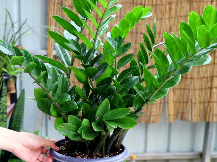 Đặt cây cảnh may mắn này trong phòng khách không chỉ hút tài lộc còn có lợi cho sức khỏe - Ảnh 5.