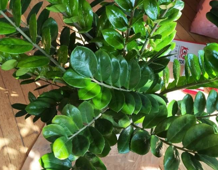 Đặt cây cảnh may mắn này trong phòng khách không chỉ hút tài lộc còn có lợi cho sức khỏe - Ảnh 1.