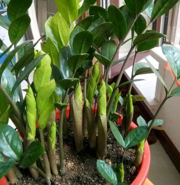 Đặt cây cảnh may mắn này trong phòng khách không chỉ hút tài lộc còn có lợi cho sức khỏe - Ảnh 3.