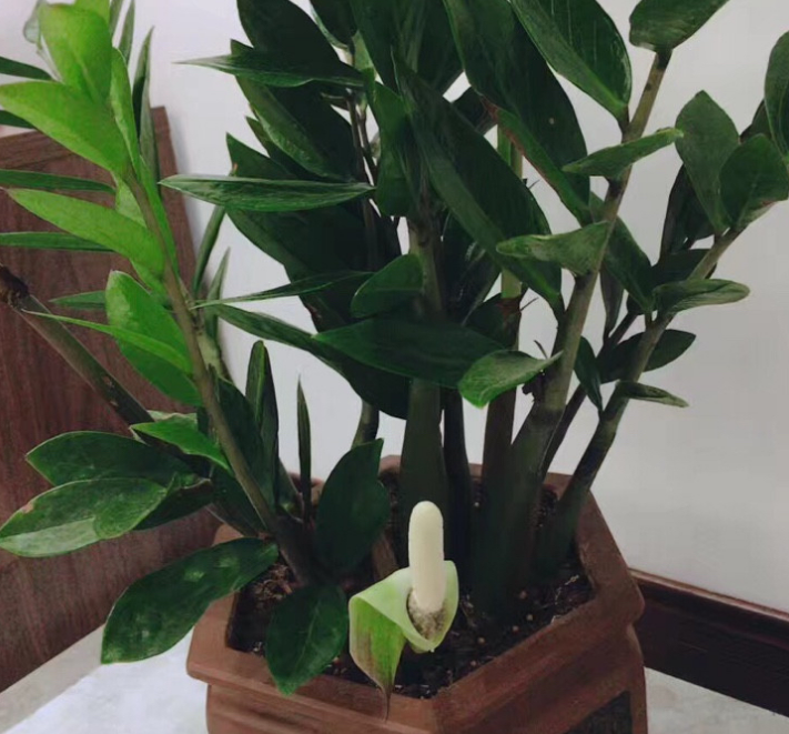 Đặt cây cảnh may mắn này trong phòng khách không chỉ hút tài lộc còn có lợi cho sức khỏe - Ảnh 6.