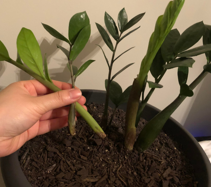 Đặt cây cảnh may mắn này trong phòng khách không chỉ hút tài lộc còn có lợi cho sức khỏe - Ảnh 7.