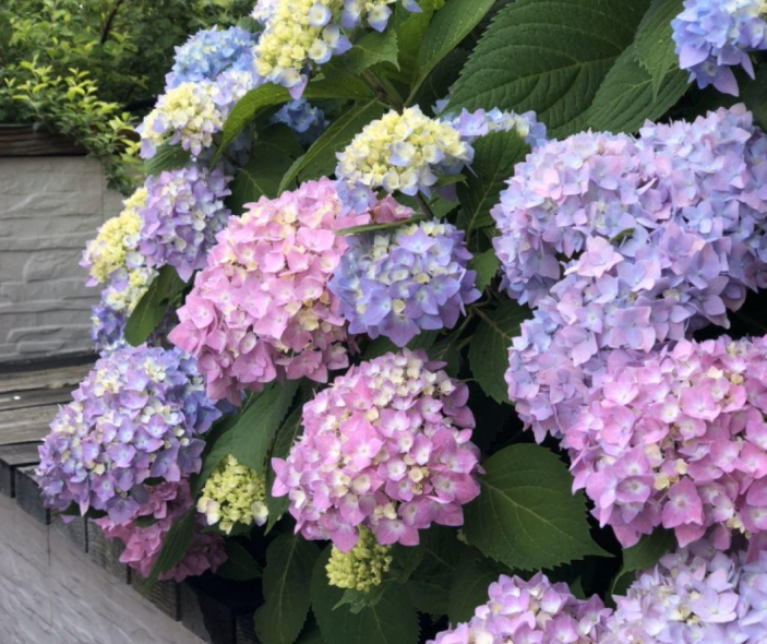 3 cây cảnh cho hoa rực rỡ, thích hợp phủ kín ban công hướng Bắc  - Ảnh 3.