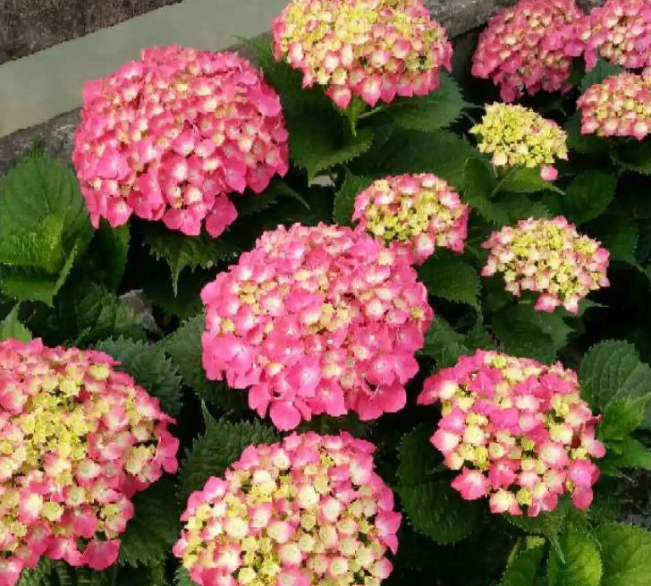 3 cây cảnh cho hoa rực rỡ, thích hợp phủ kín ban công hướng Bắc  - Ảnh 2.