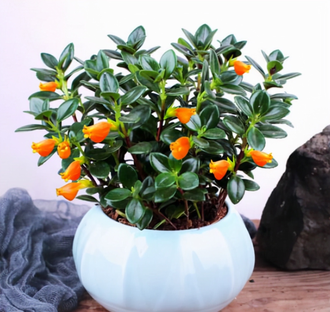 5 cây cảnh nhất định phải sắm trong dịp Tết đến, mang ý nghĩa phú quý, cầu may - Ảnh 4.