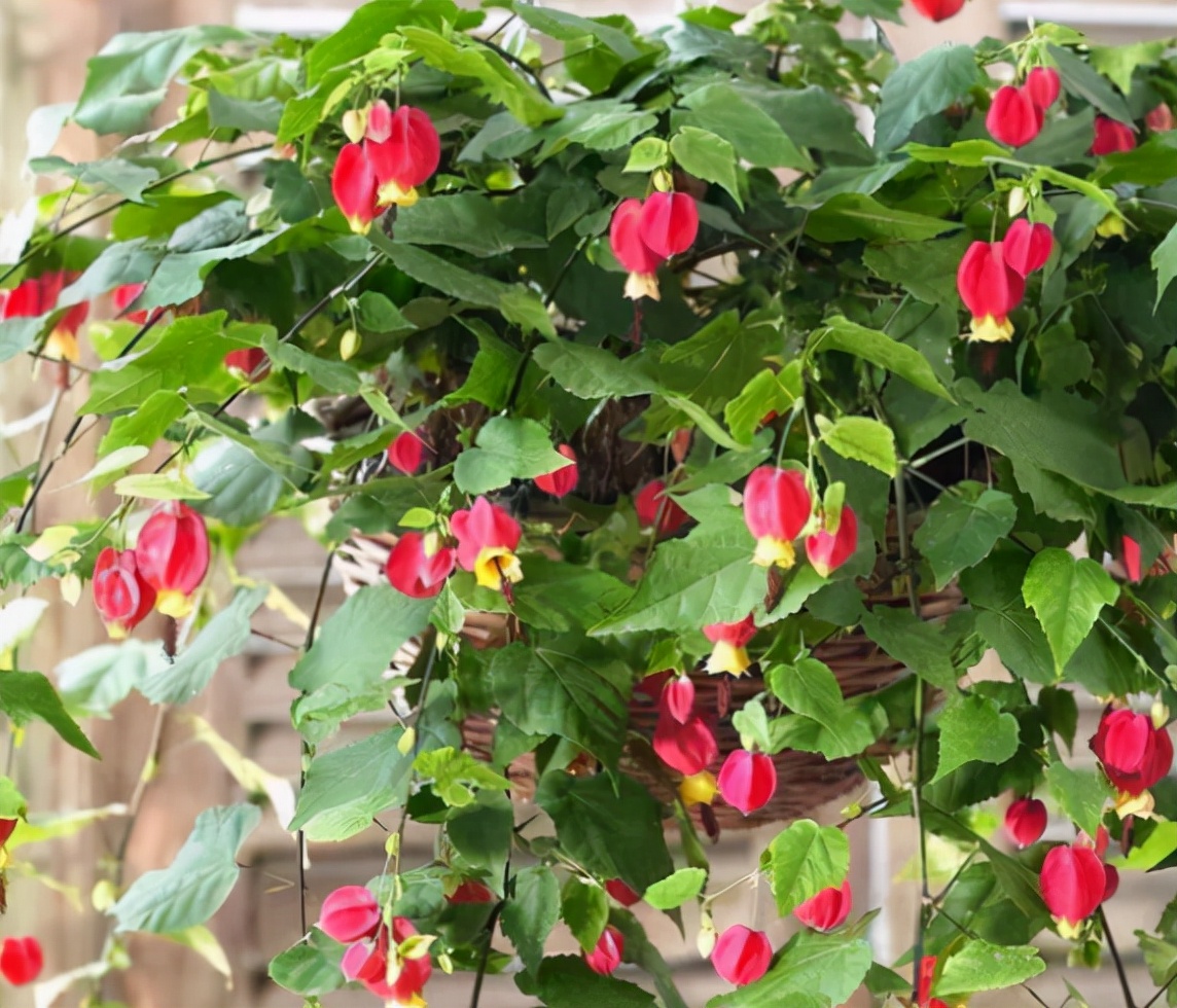 5 cây cảnh nhất định phải sắm trong dịp Tết đến, mang ý nghĩa phú quý, cầu may - Ảnh 8.