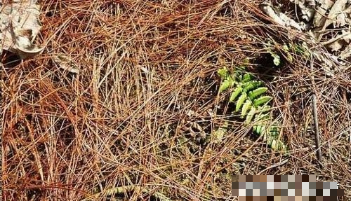 2 loại phân bón cây cảnh không mất tiền, dùng một chút là hoa nở "vỡ chậu" - Ảnh 2. 2 loại phân bón cây cảnh không mất tiền, dùng một chút là hoa nở "vỡ chậu" - Ảnh 2.