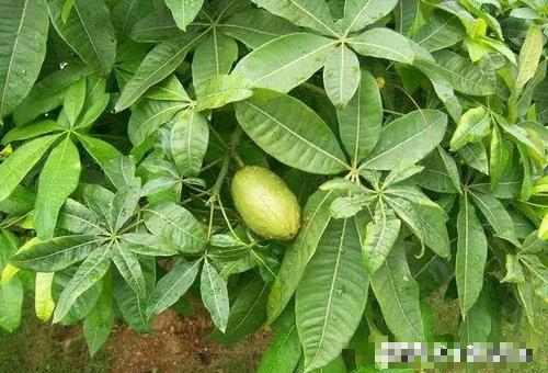 3 cây cảnh trong phòng khách hiếm khi nở hoa, nếu nở hoa báo hiệu tài lộc đến gần - Ảnh 3.