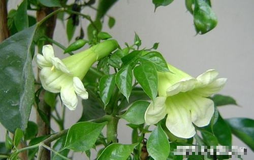 3 cây cảnh trong phòng khách hiếm khi nở hoa, nếu nở hoa báo hiệu tài lộc đến gần - Ảnh 7.