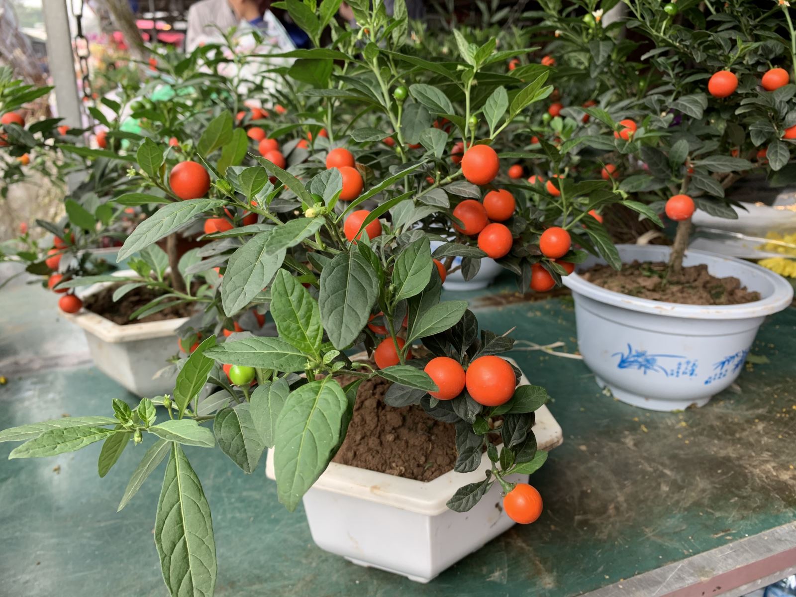 Đi chợ hoa Tết, thấy cây cảnh có đặc điểm này, đẹp mấy cũng nên cân nhắc - Ảnh 6.