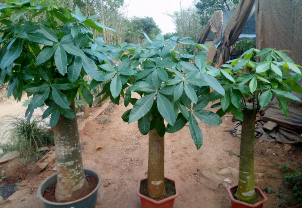 4 cây cảnh được mệnh danh là "bình giấm", nhỏ vài giọt hoa lá xanh tươi quanh năm - Ảnh 5.
