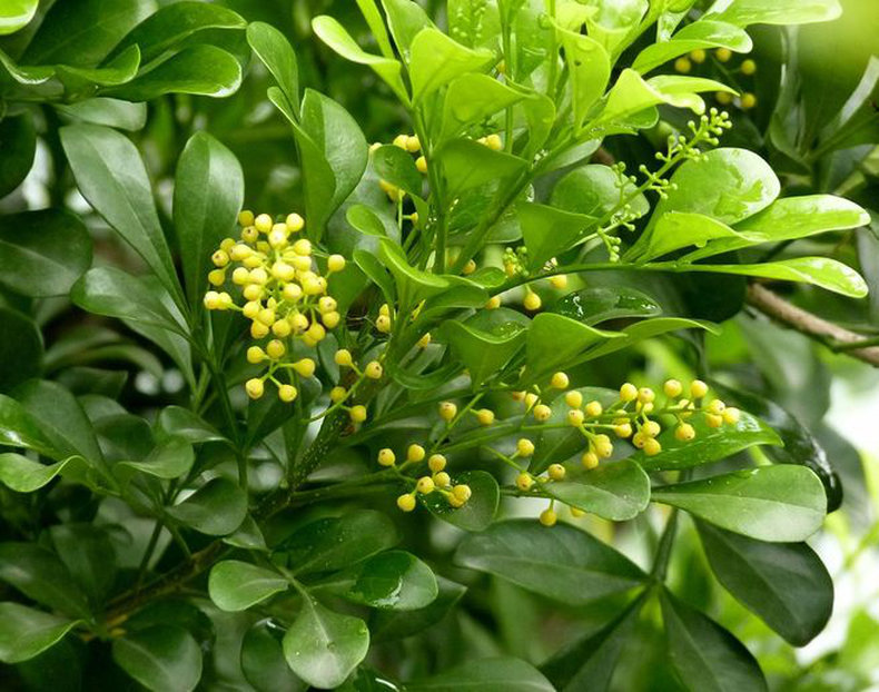 4 cây cảnh được mệnh danh là "bình giấm", nhỏ vài giọt hoa lá xanh tươi quanh năm - Ảnh 3.