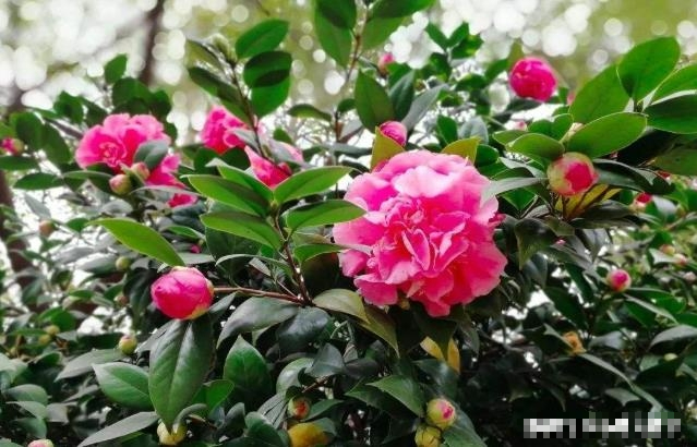 6 cây cảnh có hoa nở rộ đêm Giao thừa, có ý nghĩa tốt lành, rực rỡ, lại không đắt - Ảnh 1.