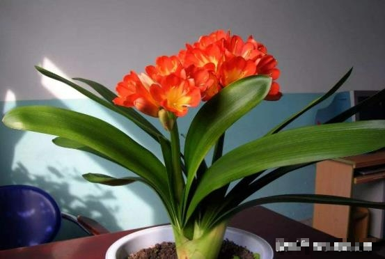 6 cây cảnh có hoa nở rộ đêm Giao thừa, có ý nghĩa tốt lành, rực rỡ, lại không đắt - Ảnh 4.