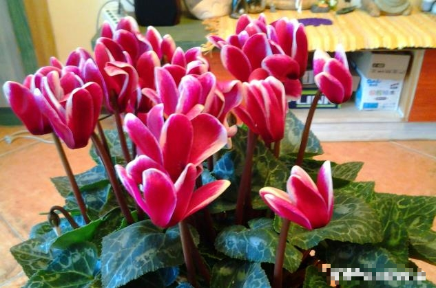 6 cây cảnh có hoa nở rộ đêm Giao thừa, có ý nghĩa tốt lành, rực rỡ, lại không đắt - Ảnh 7.