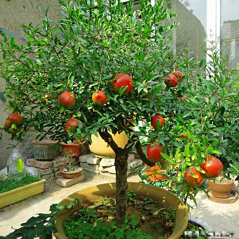 7 loài cây phong thủy, trồng trước hiên nhà, gia đình phú quý thịnh vượng, kéo dài trăm năm - Ảnh 7.