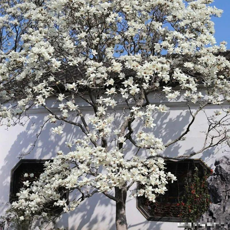 7 loài cây phong thủy, trồng trước hiên nhà, gia đình phú quý thịnh vượng, kéo dài trăm năm - Ảnh 9.