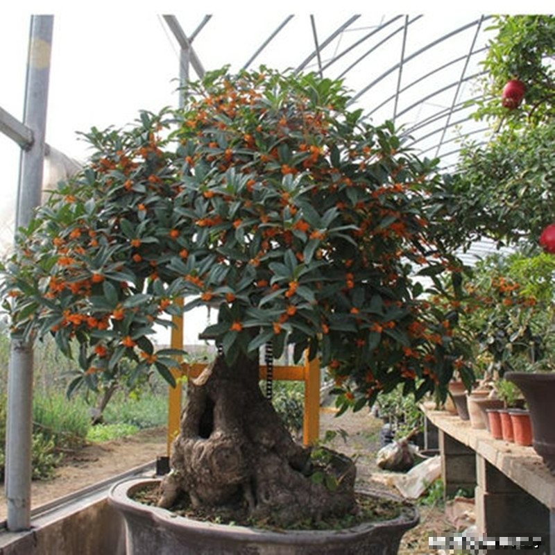 7 loài cây phong thủy, trồng trước hiên nhà, gia đình phú quý thịnh vượng, kéo dài trăm năm - Ảnh 10.