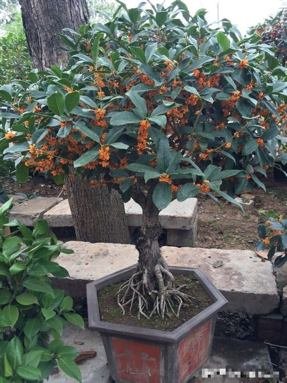 7 loài cây phong thủy, trồng trước hiên nhà, gia đình phú quý thịnh vượng, kéo dài trăm năm - Ảnh 11.