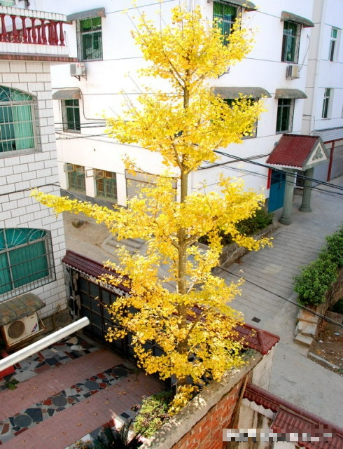 7 loài cây phong thủy, trồng trước hiên nhà, gia đình phú quý thịnh vượng, kéo dài trăm năm - Ảnh 12.