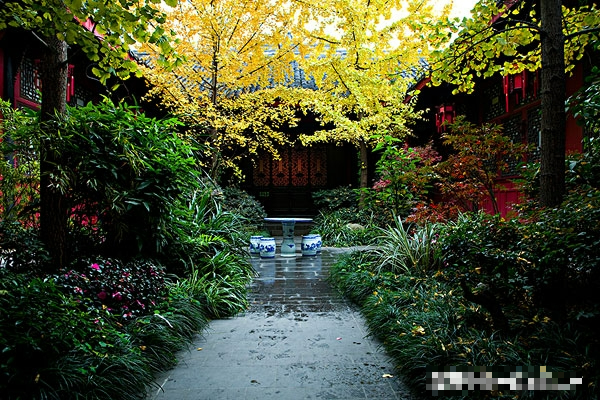 7 loài cây phong thủy, trồng trước hiên nhà, gia đình phú quý thịnh vượng, kéo dài trăm năm - Ảnh 1.