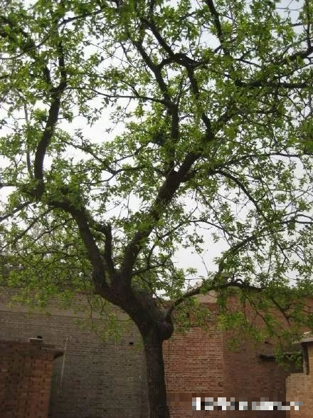 7 cây phong thủy, trồng trước hiên nhà, gia đình phú quý thịnh vượng, kéo dài trăm năm - Ảnh 14.