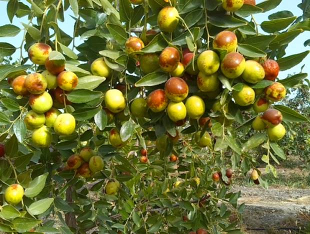 7 cây phong thủy, trồng trước hiên nhà, gia đình phú quý thịnh vượng, kéo dài trăm năm - Ảnh 15.