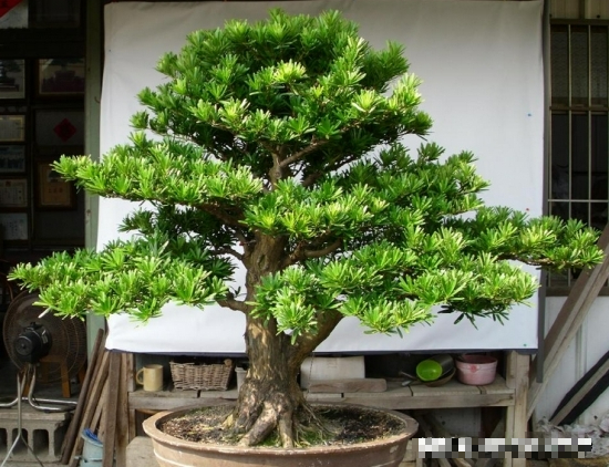 7 loài cây phong thủy, trồng trước hiên nhà, gia đình phú quý thịnh vượng, kéo dài trăm năm - Ảnh 3.