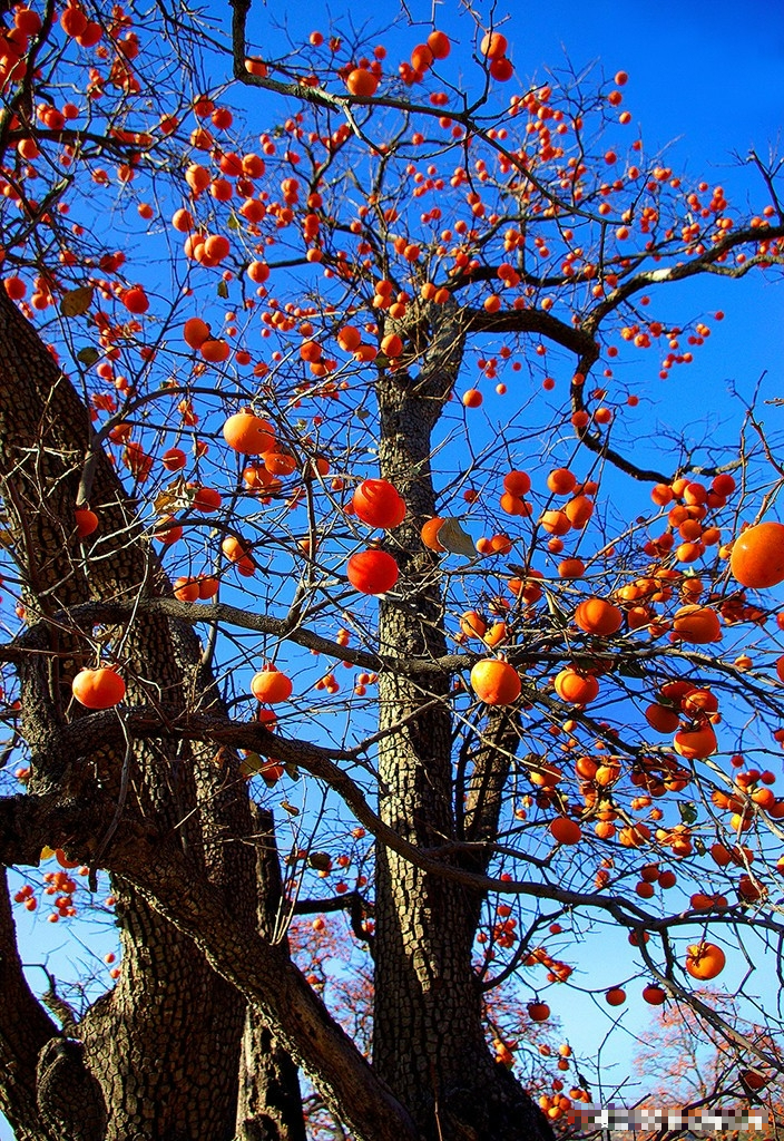 7 loài cây phong thủy, trồng trước hiên nhà, gia đình phú quý thịnh vượng, kéo dài trăm năm - Ảnh 4.