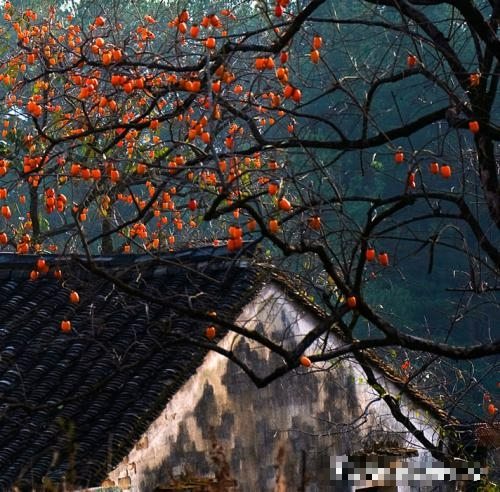 7 loài cây phong thủy, trồng trước hiên nhà, gia đình phú quý thịnh vượng, kéo dài trăm năm - Ảnh 5.