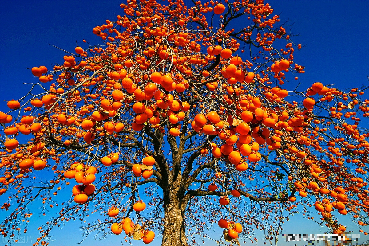7 loài cây phong thủy, trồng trước hiên nhà, gia đình phú quý thịnh vượng, kéo dài trăm năm - Ảnh 6.