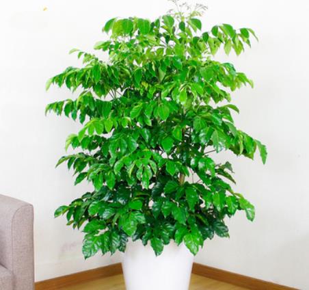 3 cây cảnh vượng tài vượng khí, người thông minh thích trồng trong nhà - Ảnh 4. 3 cây cảnh vượng tài vượng khí, người thông minh thích trồng trong nhà - Ảnh 4.