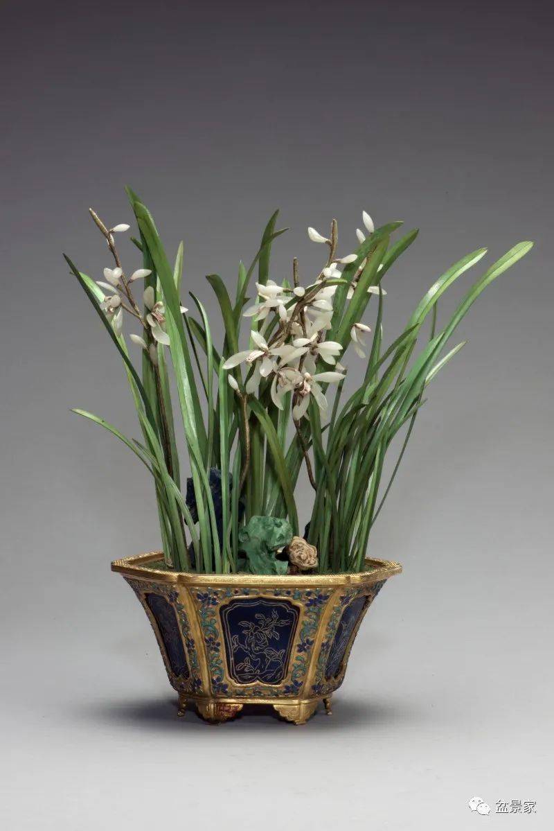 15 cây cảnh đẹp, ý nghĩa tốt lành, cầu tài hút lộc, xứng đáng trưng bày trong Tết Nhâm Dần 2022 - Ảnh 13.