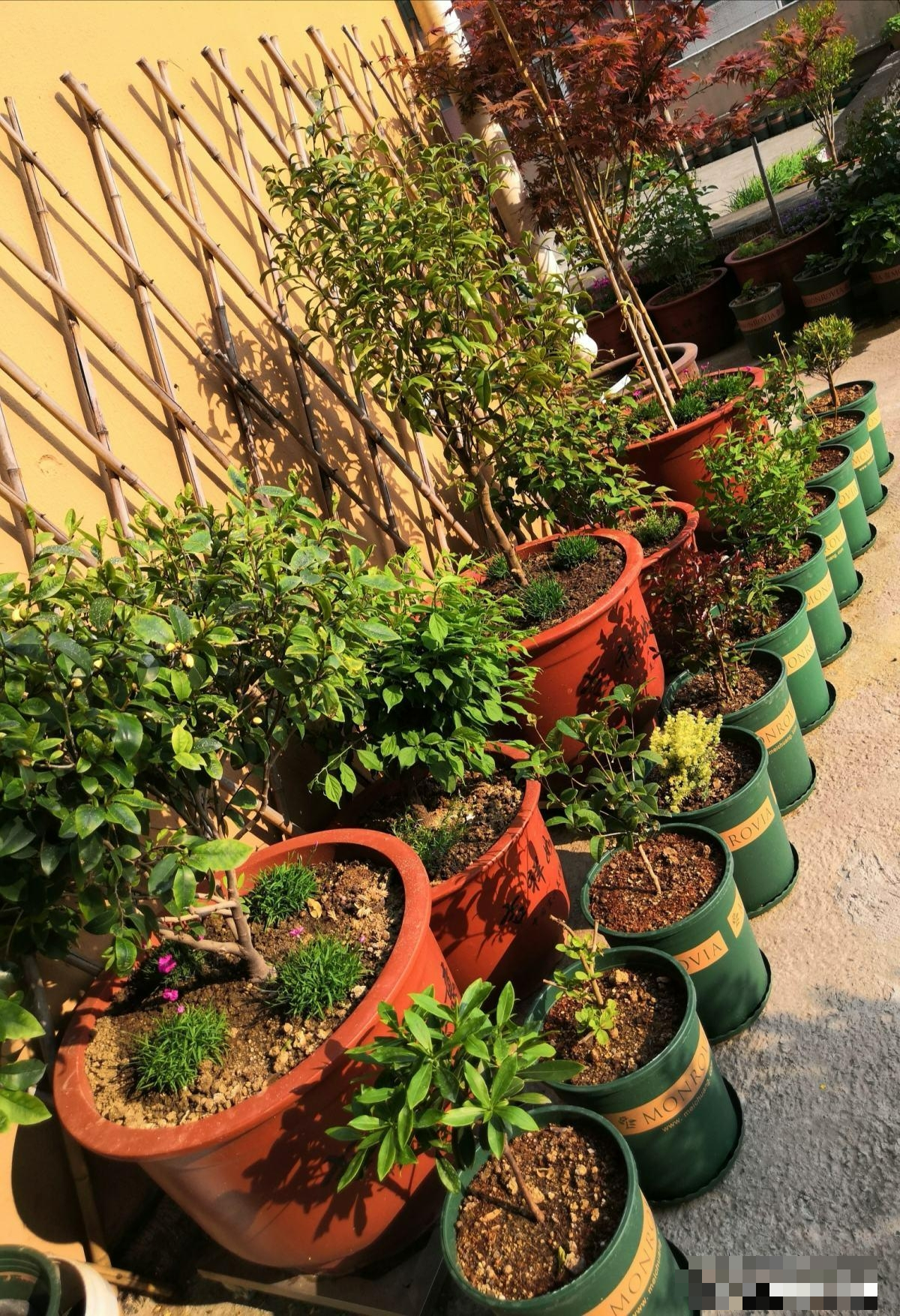 Tận dụng rác để trồng cây cảnh, vừa sạch nhà lại xanh cây - Ảnh 1.