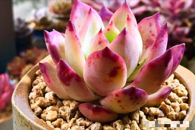 Tận dụng rác để trồng cây cảnh, vừa sạch nhà lại xanh cây - Ảnh 2.