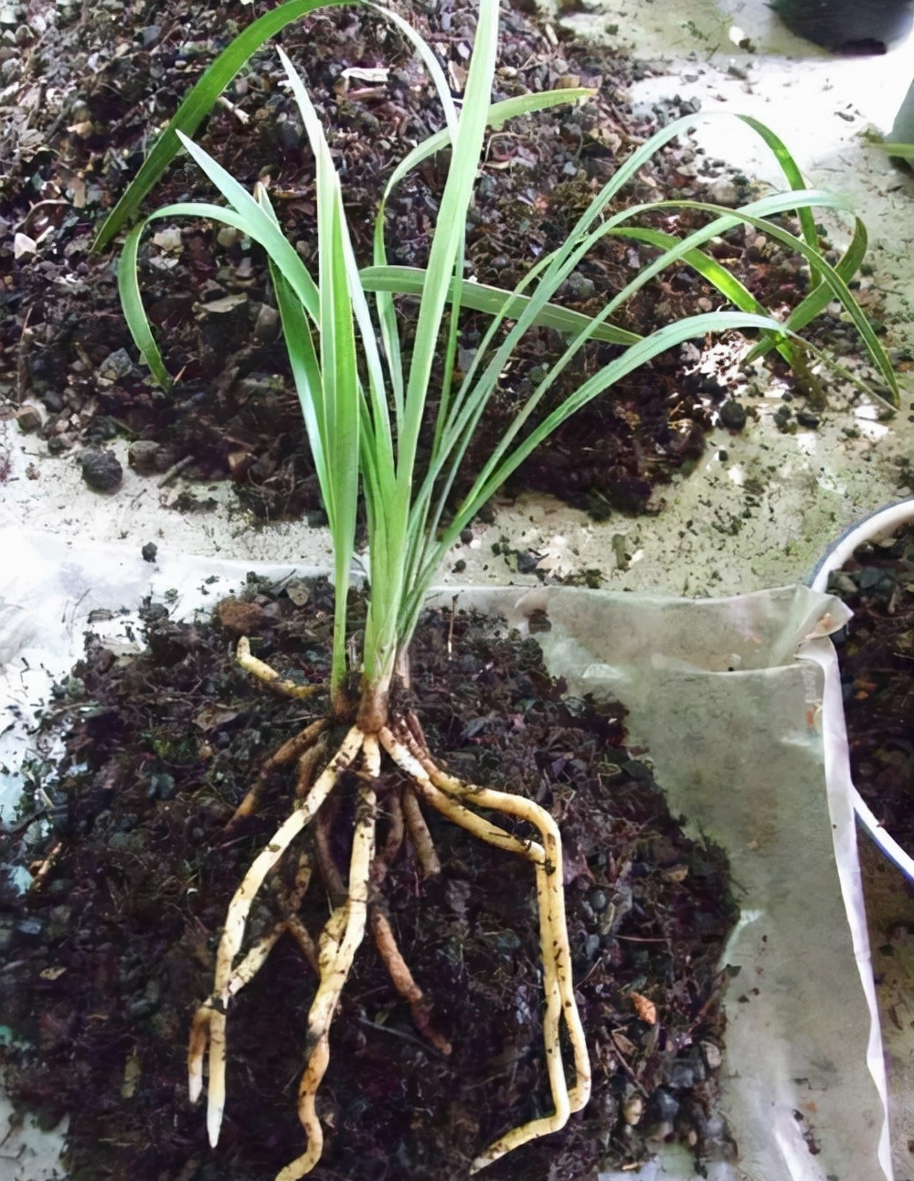 Tận dụng rác để trồng cây cảnh, vừa sạch nhà lại xanh cây - Ảnh 5.